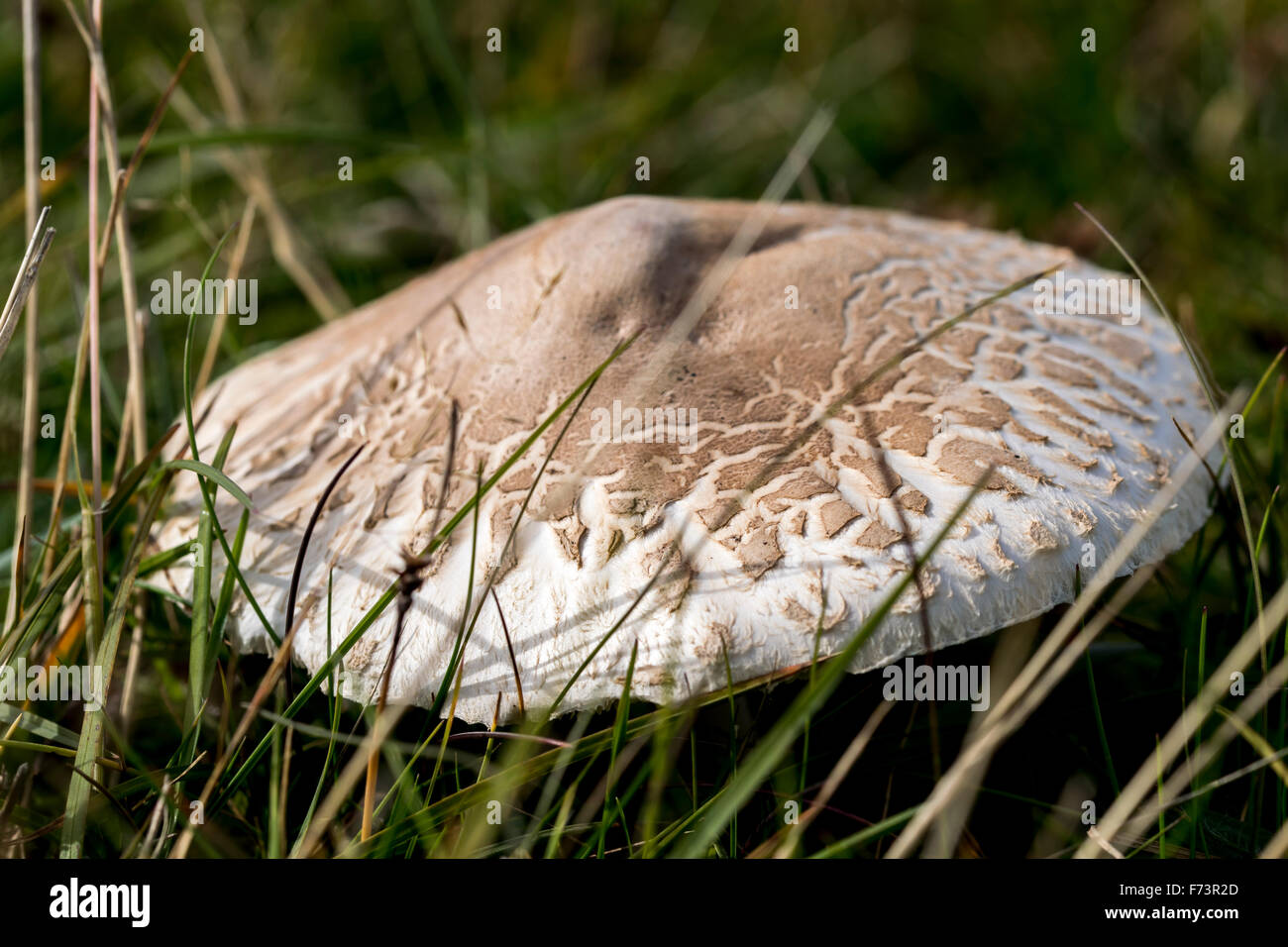 Macrolepiota procera or Parasol mushroom growing on the sand dunes at Aberffraw on Anglesey North Wales Stock Photo