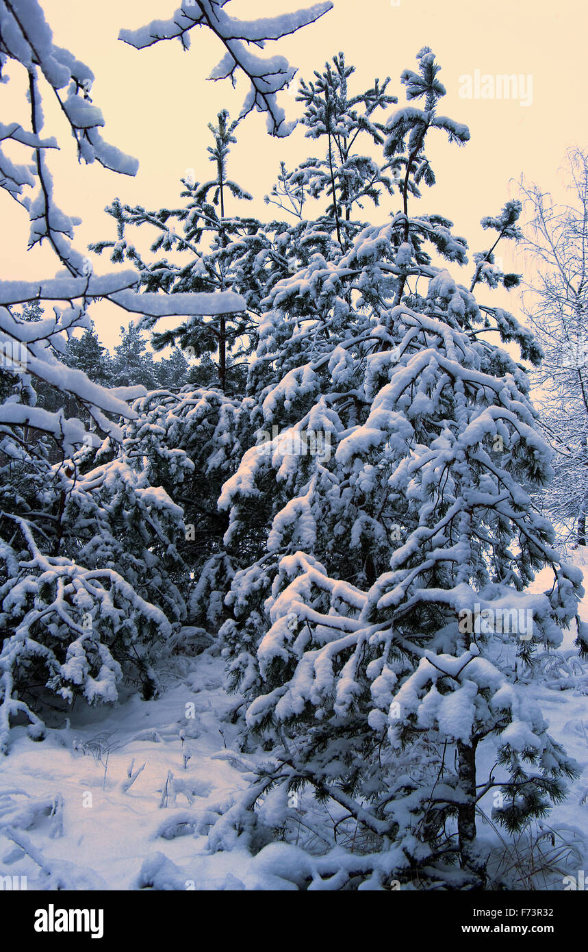 Fir-trees under snow. Sunny day. Vertical format. Stock Photo