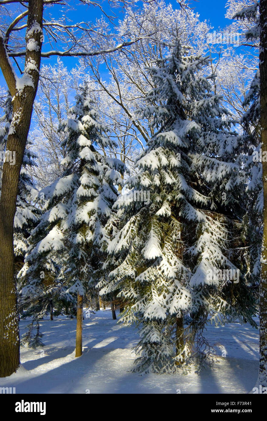 Fir-trees under snow. Sunny day. Vertical format. Stock Photo