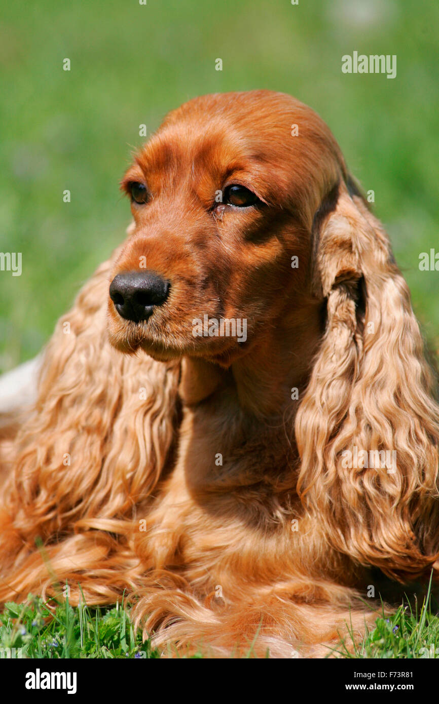 Red english hotsell cocker spaniel