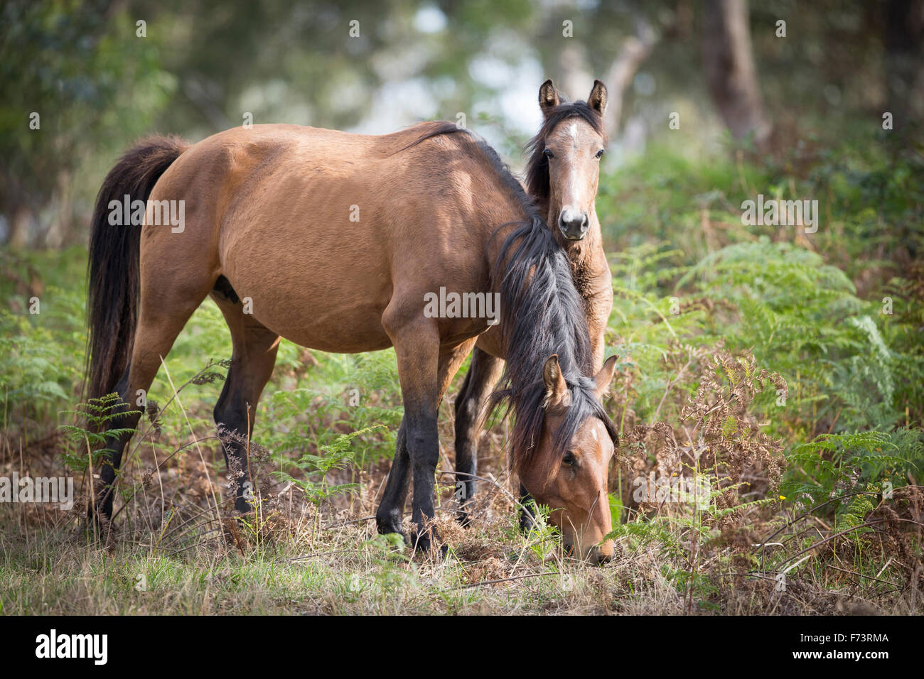 Brumby. Mare with foal, grazing. Australia Stock Photo
