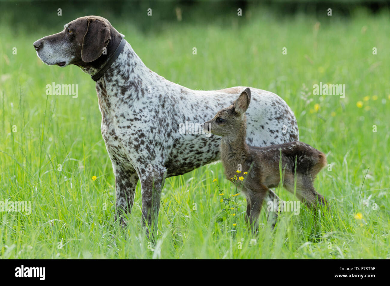 Animal Friends Adult German Shorthaired Pointer And Roe Deer Fawn