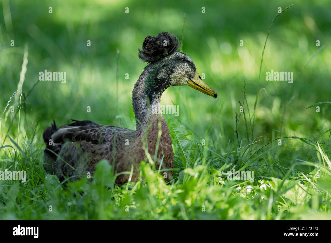 German domestic duck with crest. Germany Stock Photo Alamy