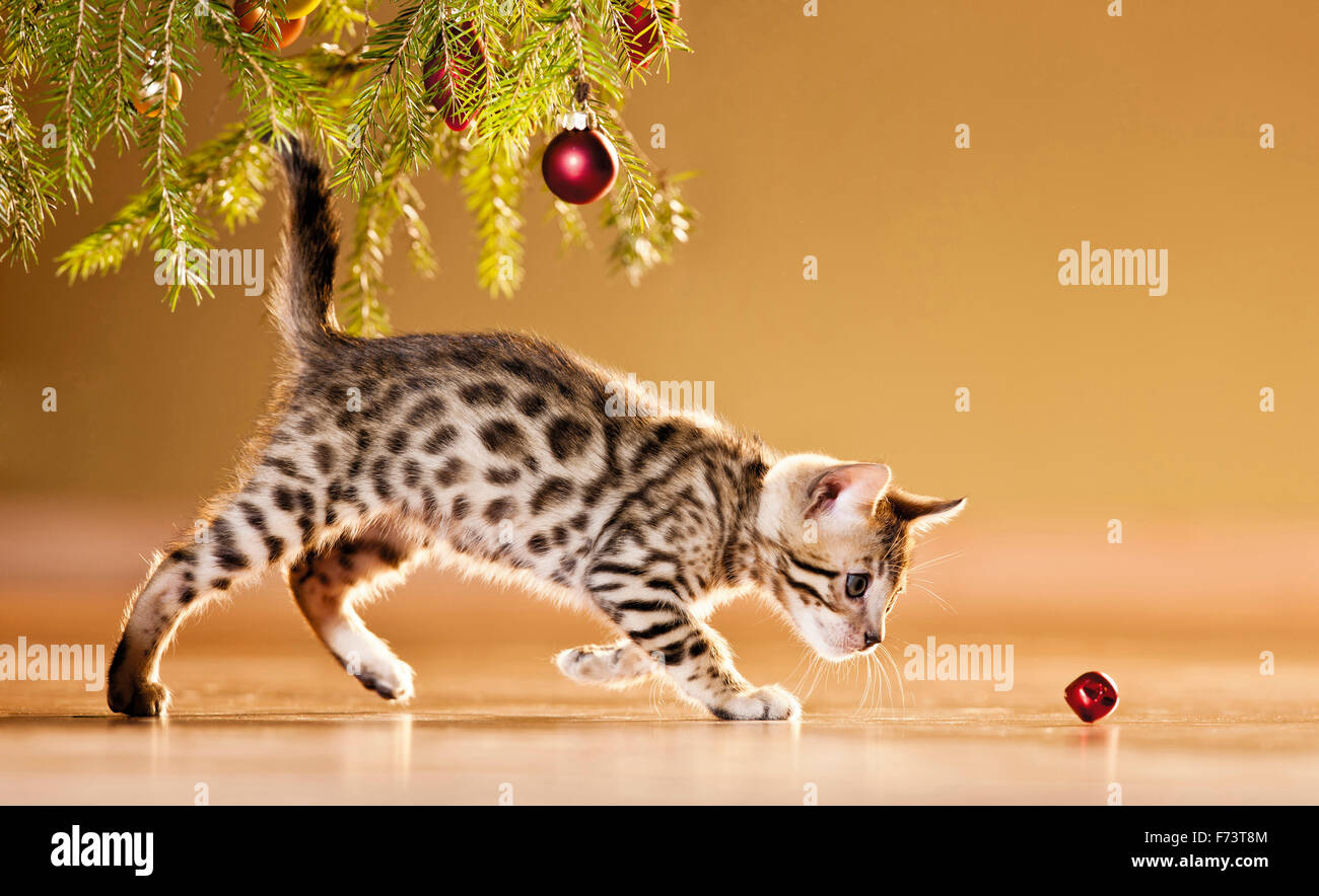 bengal kittens playing