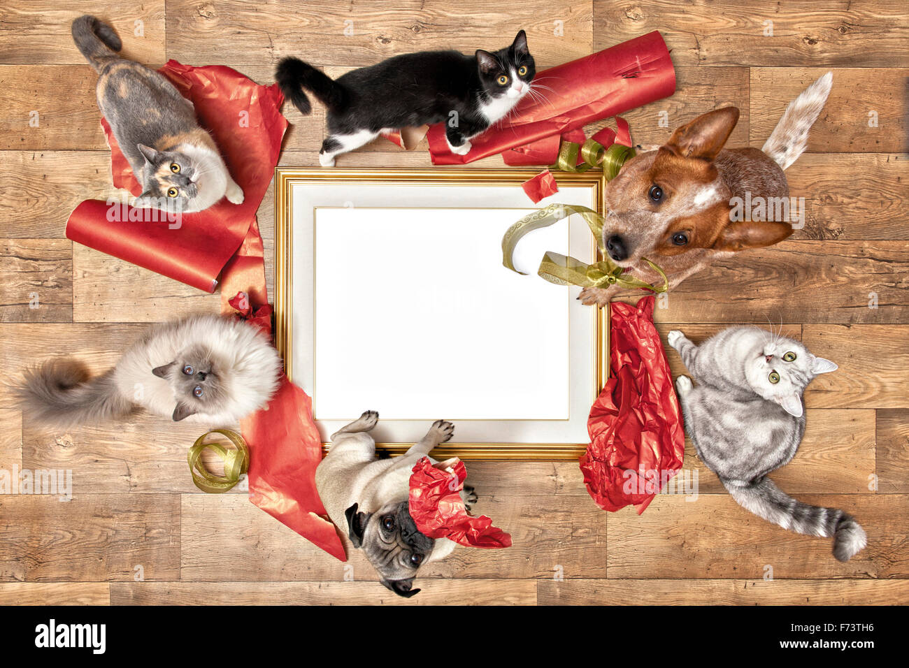 Dogs and cats with unpacked gift. Germany Stock Photo Alamy
