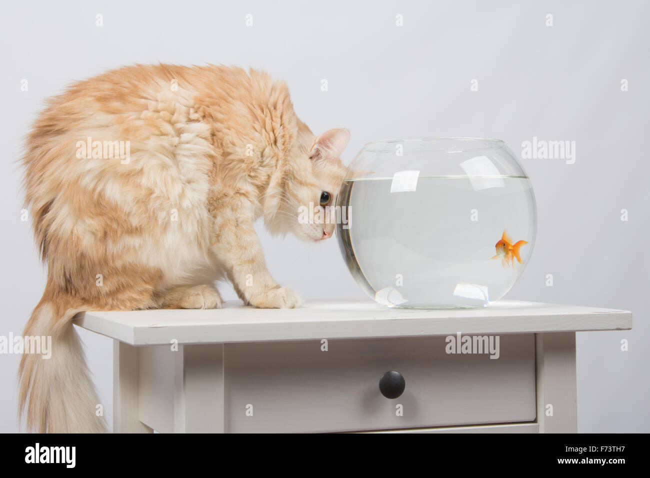 domestic cat sitting on a table on which there is an aquarium with ...