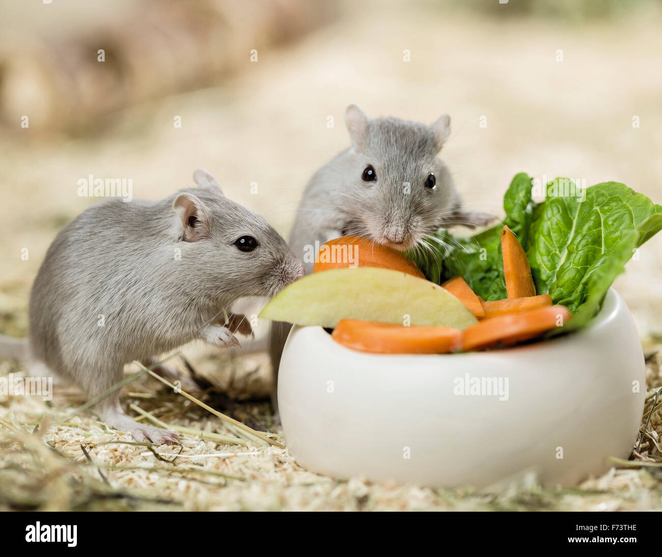 vegetables for gerbils