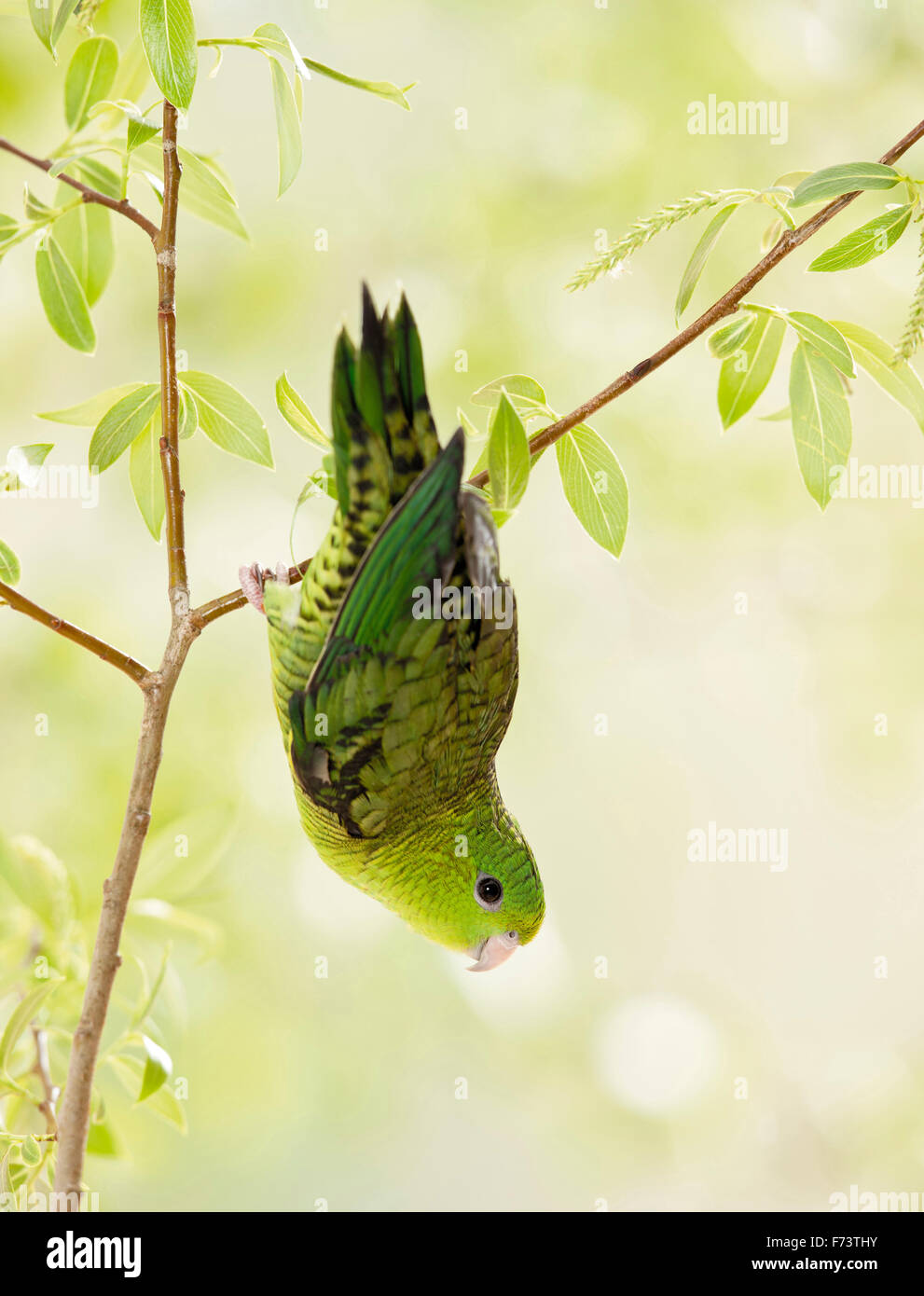 Barred Parakeet, Catharine Parakeet (Bolborhynchus lineola) . Juvenile green bird hanging head first from a Willow twig. Stock Photo
