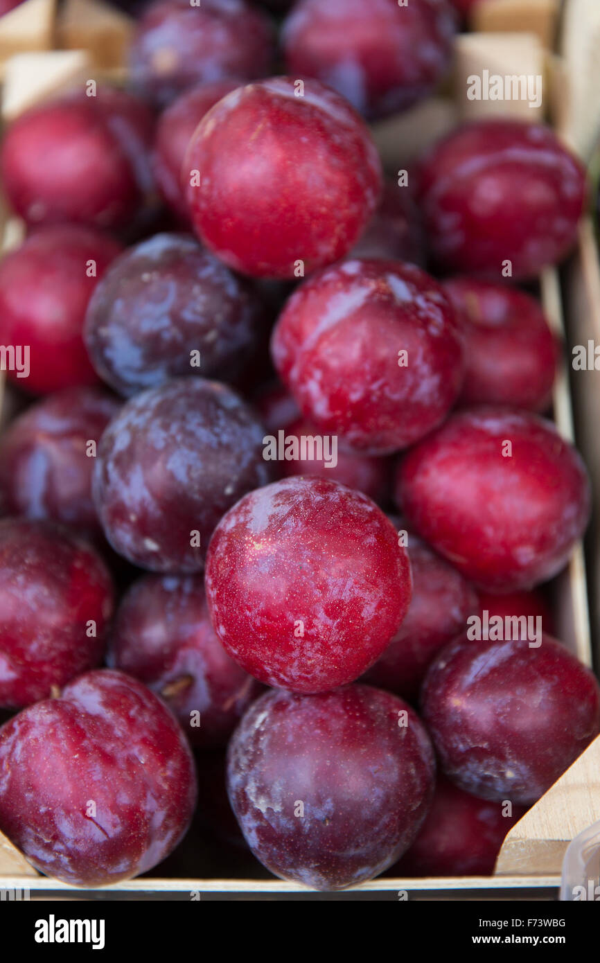 close up of satsuma plums in box at street market Stock Photo Alamy