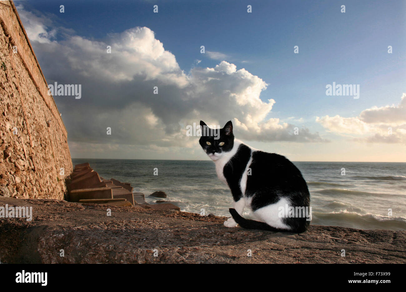 Stray cat having a bath sun beside the boardwalk, Cadiz, Spain Stock