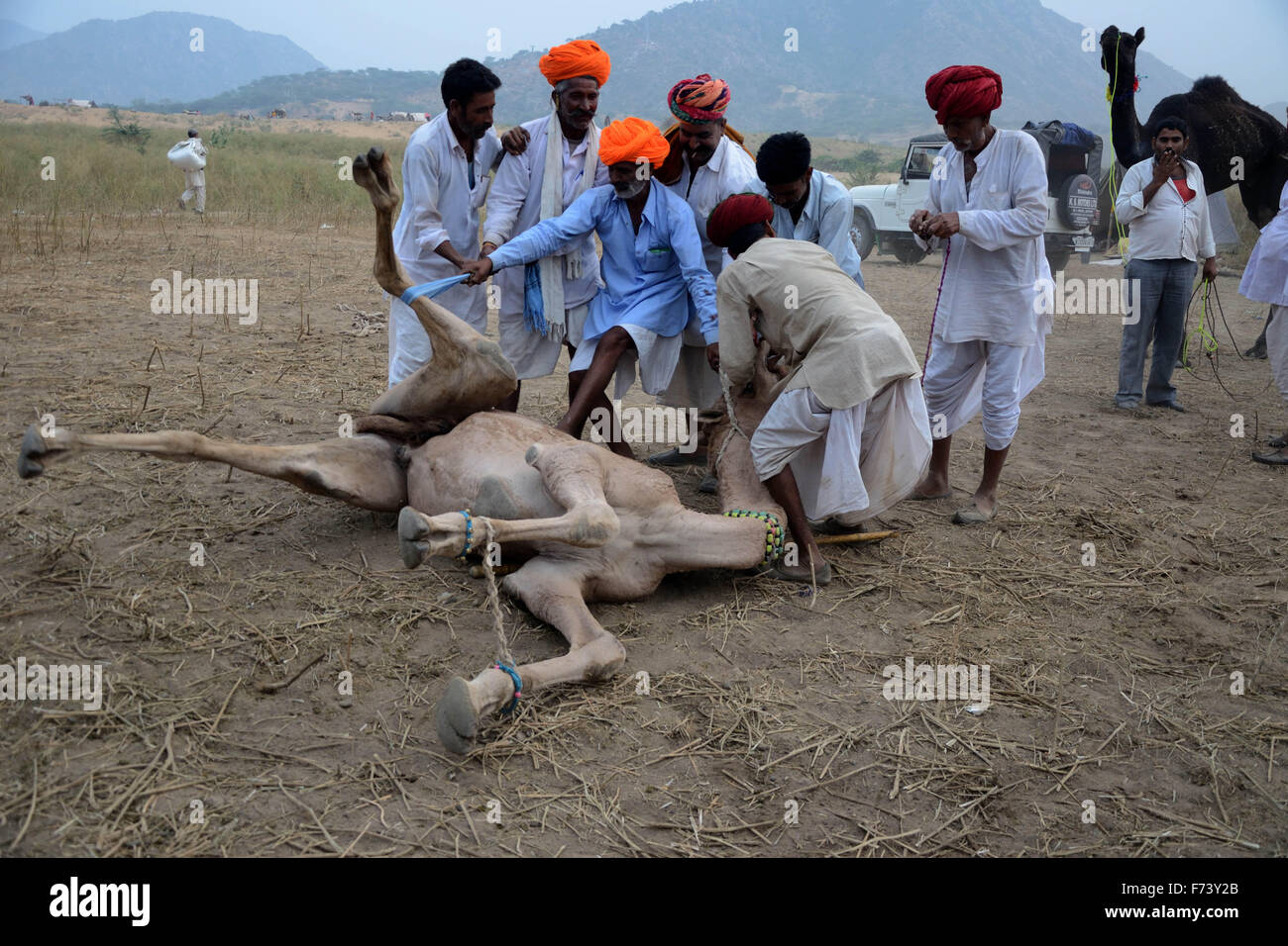 Men trying tie string on camel nose, pushkar, rajasthan, india, asia Stock Photo