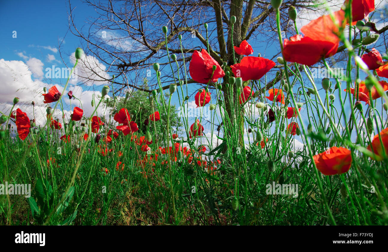 Bush poppies hi-res stock photography and images - Alamy