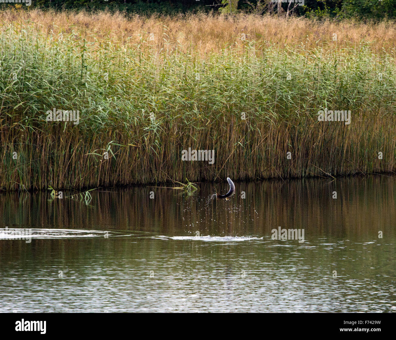 fish jumping out of river teith Stock Photo