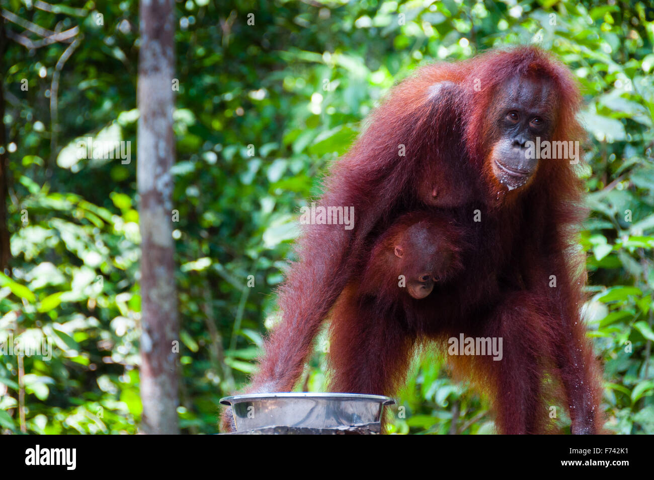 Female Orang Utang with baby in jungle of Borneo Stock Photo