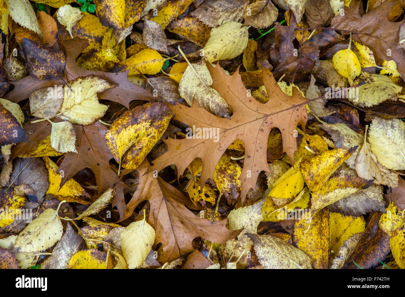 Fallen leaves in autumn Stock Photo