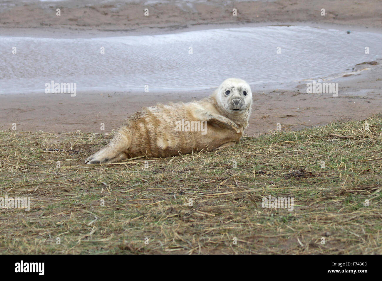 Grey Seal Pup (Halichoerus grypus) Stock Photo