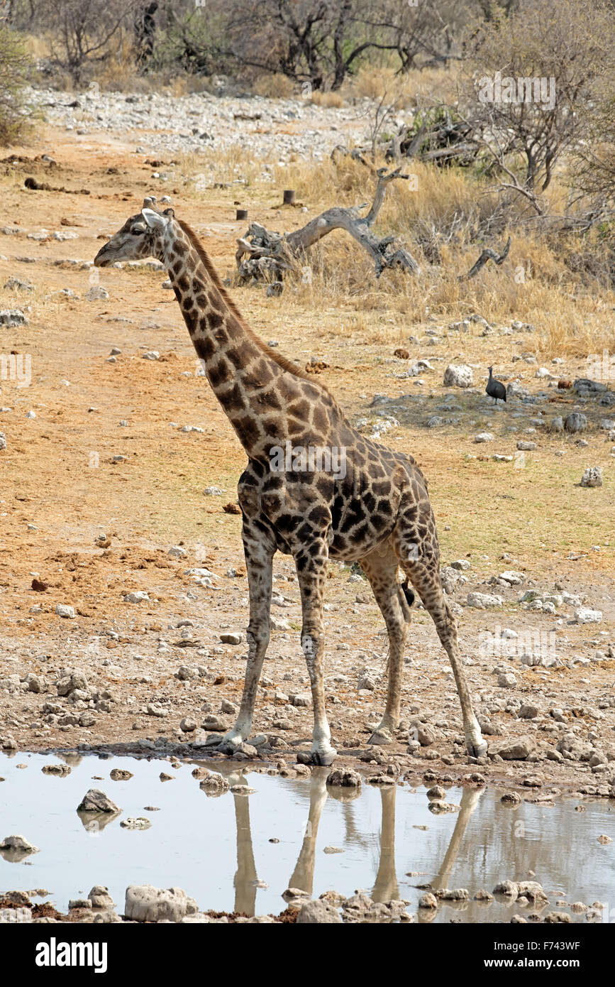 Giraffe at a waterhole in Etosha National Park, Namibia Stock Photo