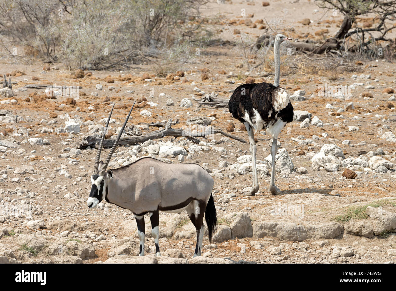 Oryx and male ostrich near a waterhole in Etosha Nationa Park, Namibiax Stock Photo