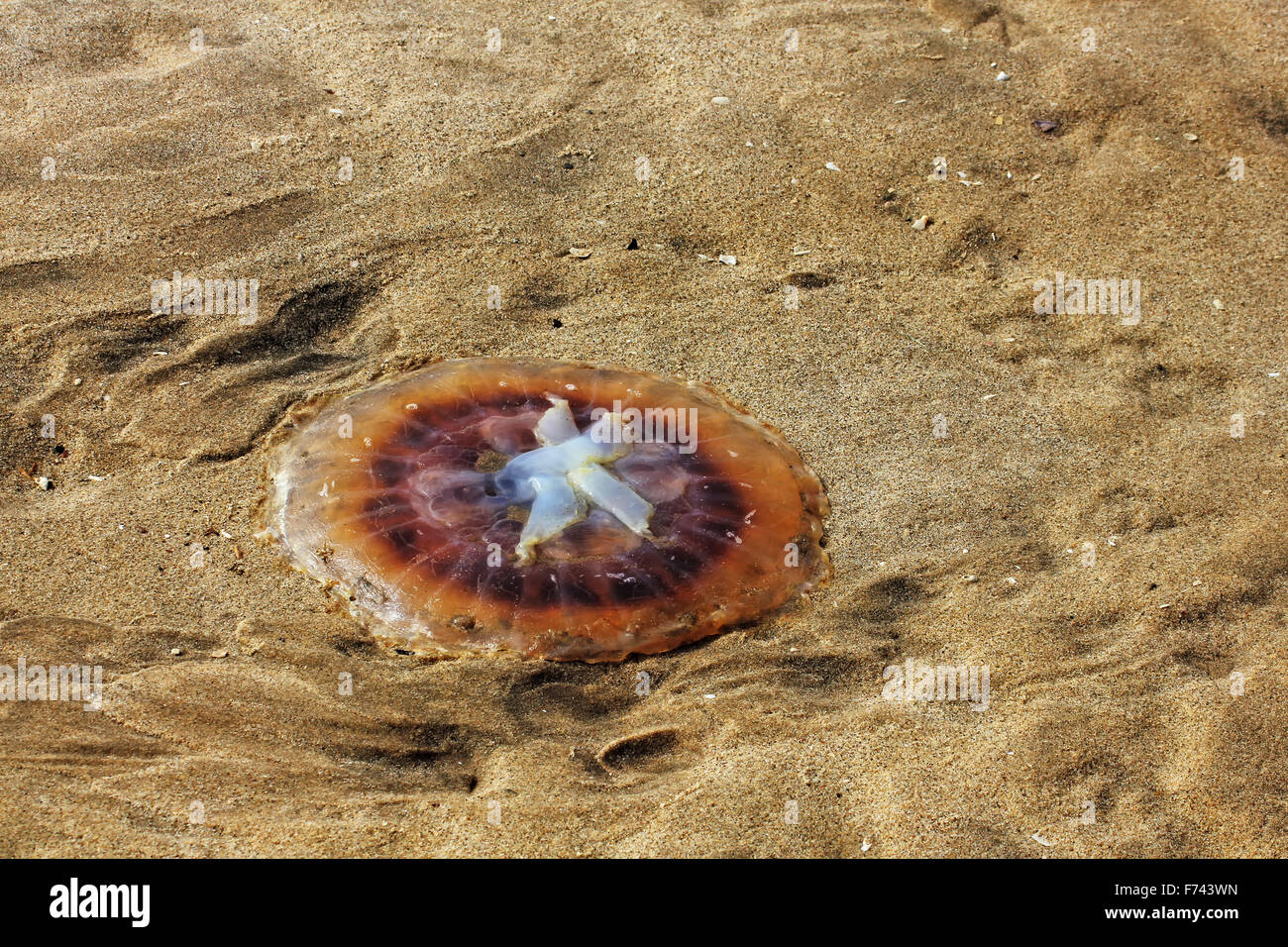 Giant jellyfish left on the beach at low tide on Pelican Point, Walvis Bay, Namibia Stock Photo