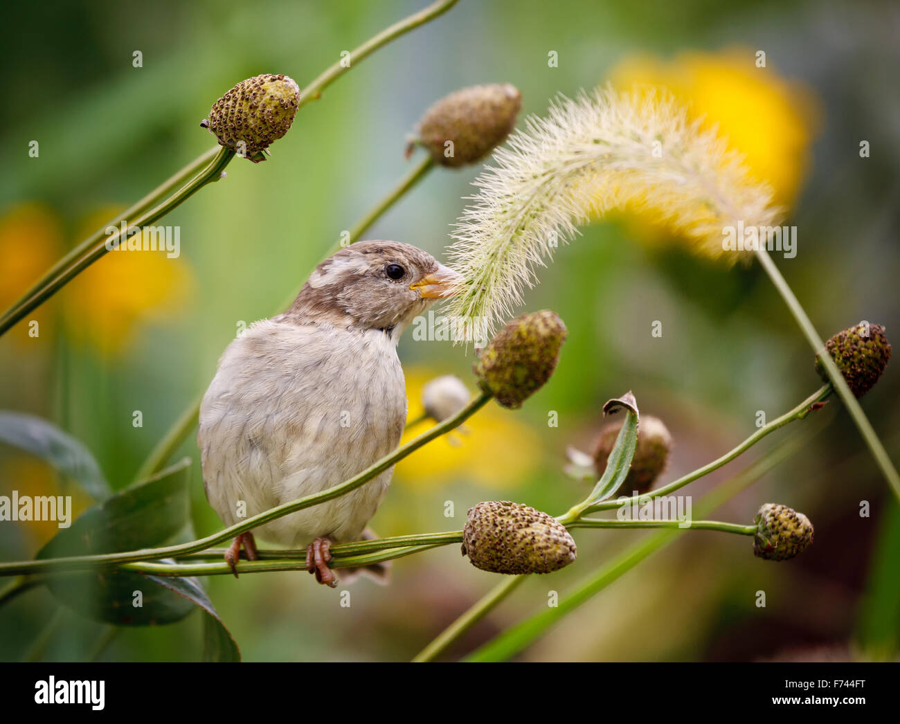Sparrow (passer domesticus) pecking at feathertop grass. Bird perched on a grass stalk picking at tufted grass in autumn. Stock Photo