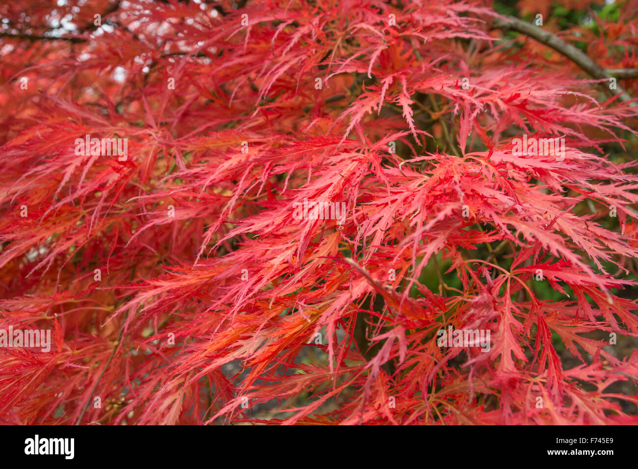 Acer palmatum 'Dissectum Atropurpureum' - Japanese Maple Stock Photo
