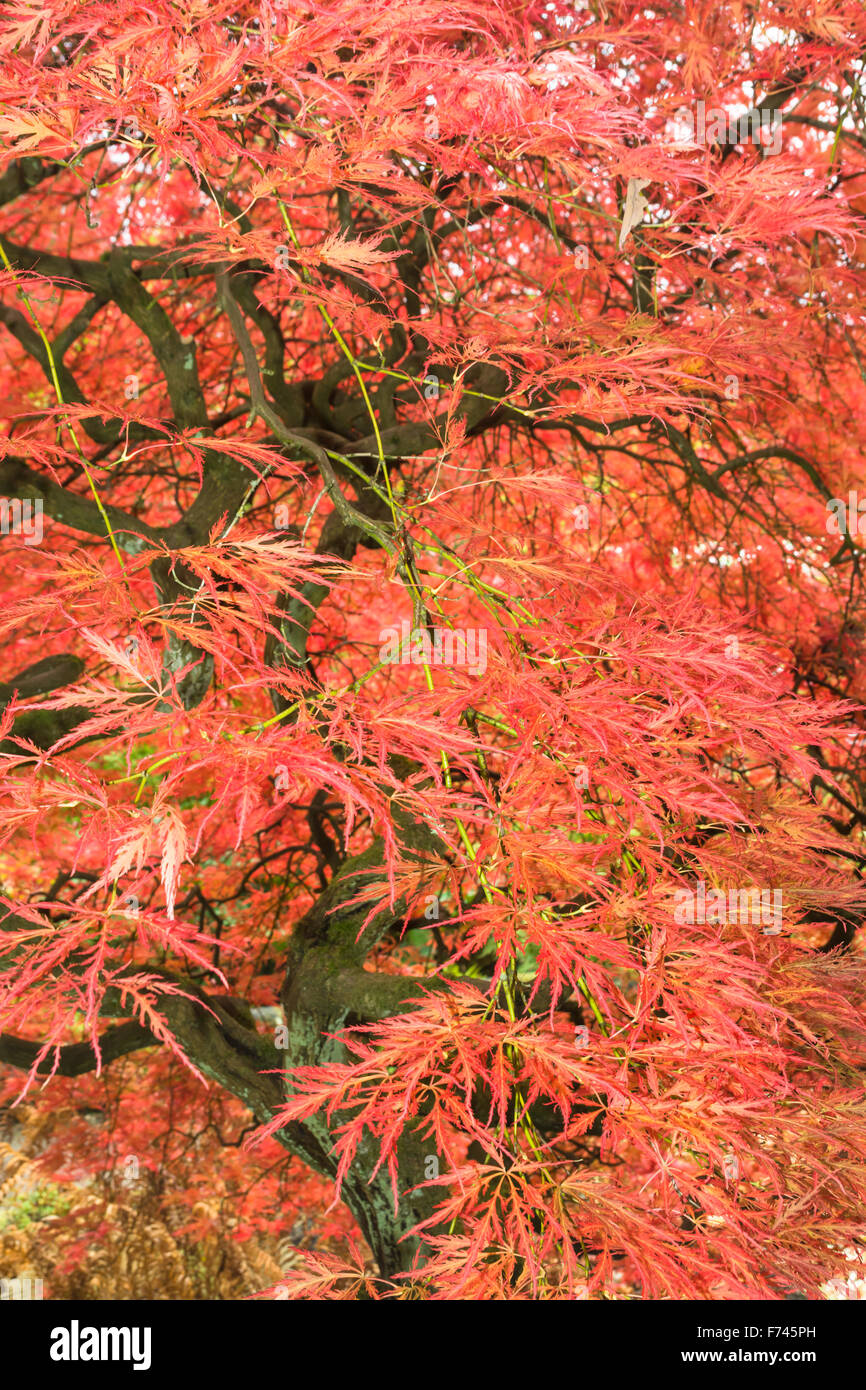 Acer palmatum 'Dissectum Atropurpureum' - Japanese Maple Stock Photo