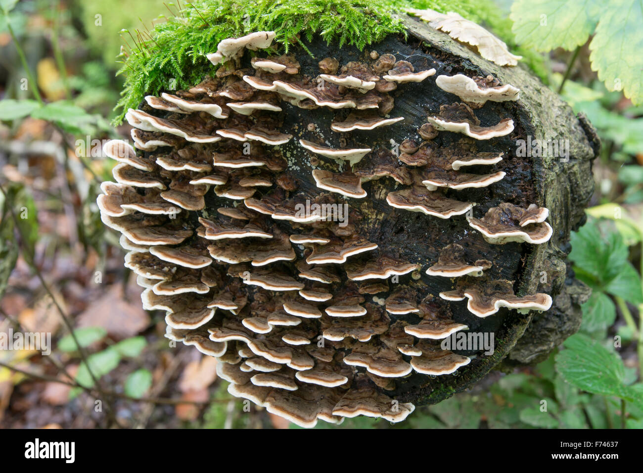 Bracket fungi - Trametes versicolor Stock Photo