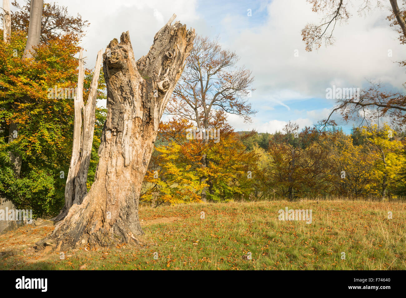 Tree stump and Autumn trees Stock Photo - Alamy