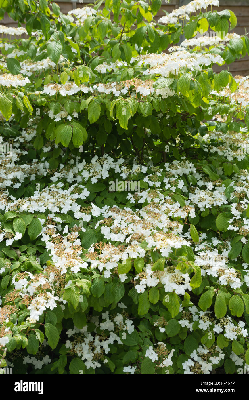 Viburnum plicatum f. tomentosum 'Mariesii' Stock Photo