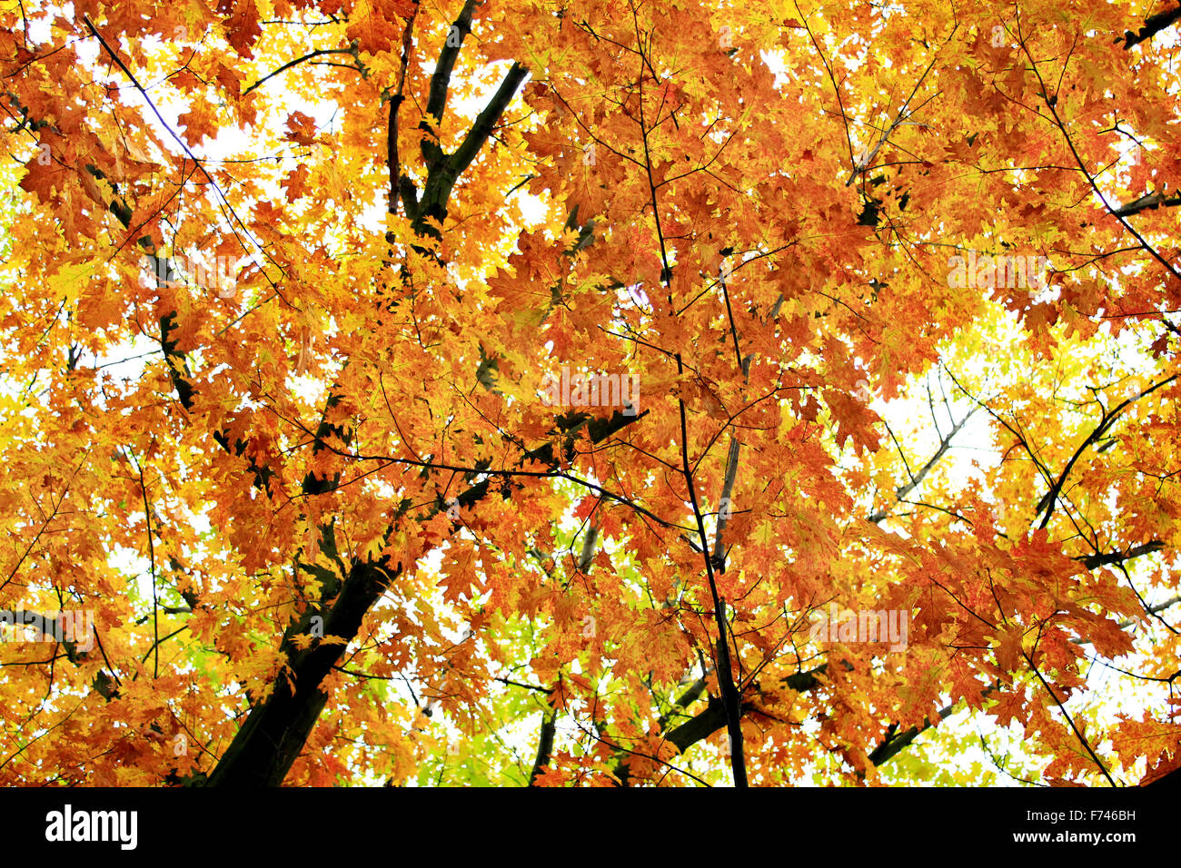 Autumn park with beautiful trees with yellow leaves Stock Photo - Alamy