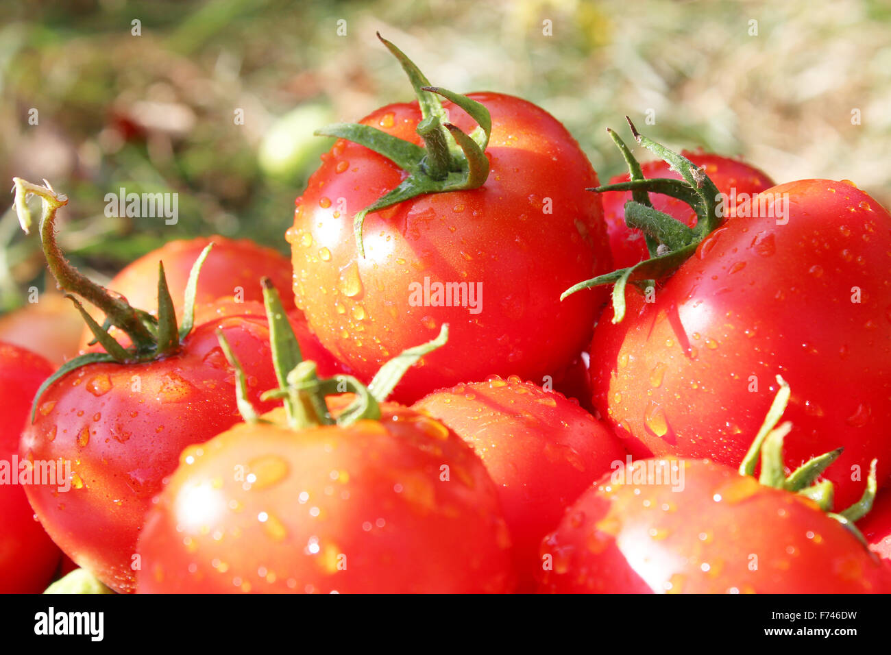 heap of beautiful red and ripe tomatoes Stock Photo - Alamy