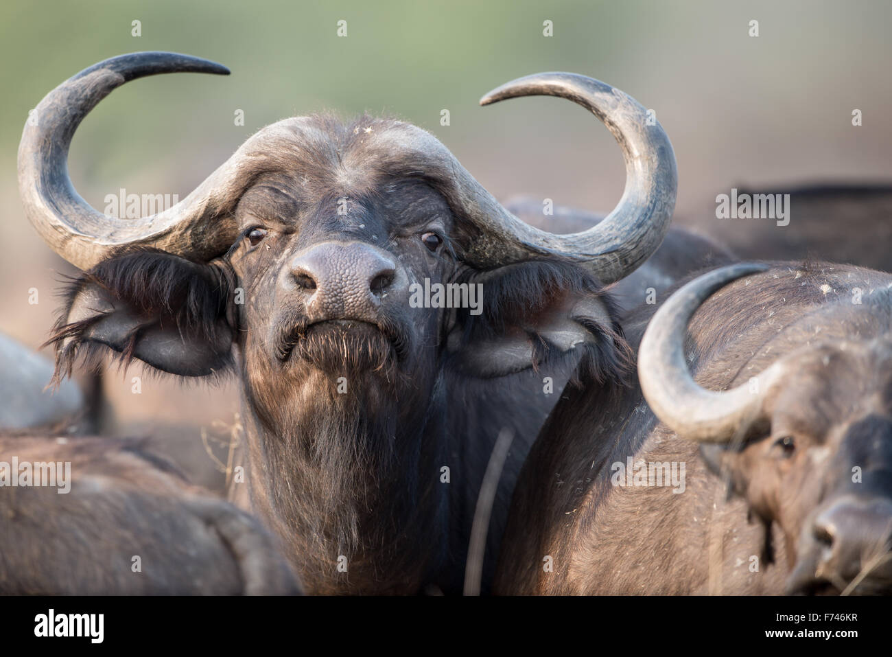 Close up of a African buffalo in Moremi NP (Bodumatau), Botswana Stock Photo