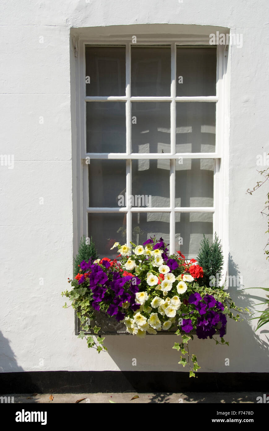 Flowers in a window box, London, SW1, England Stock Photo