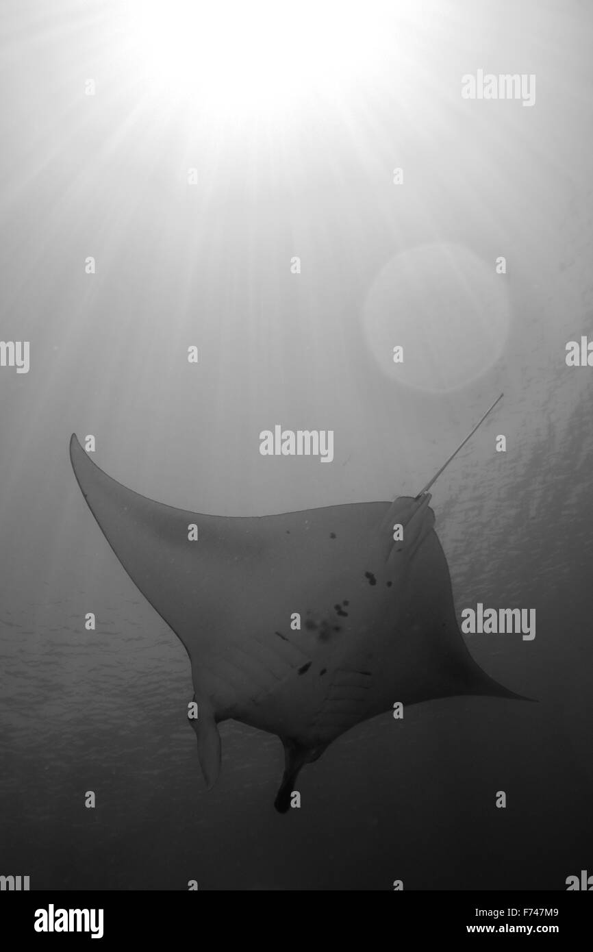 Manta ray under the sun Black and White Stock Photos & Images - Alamy