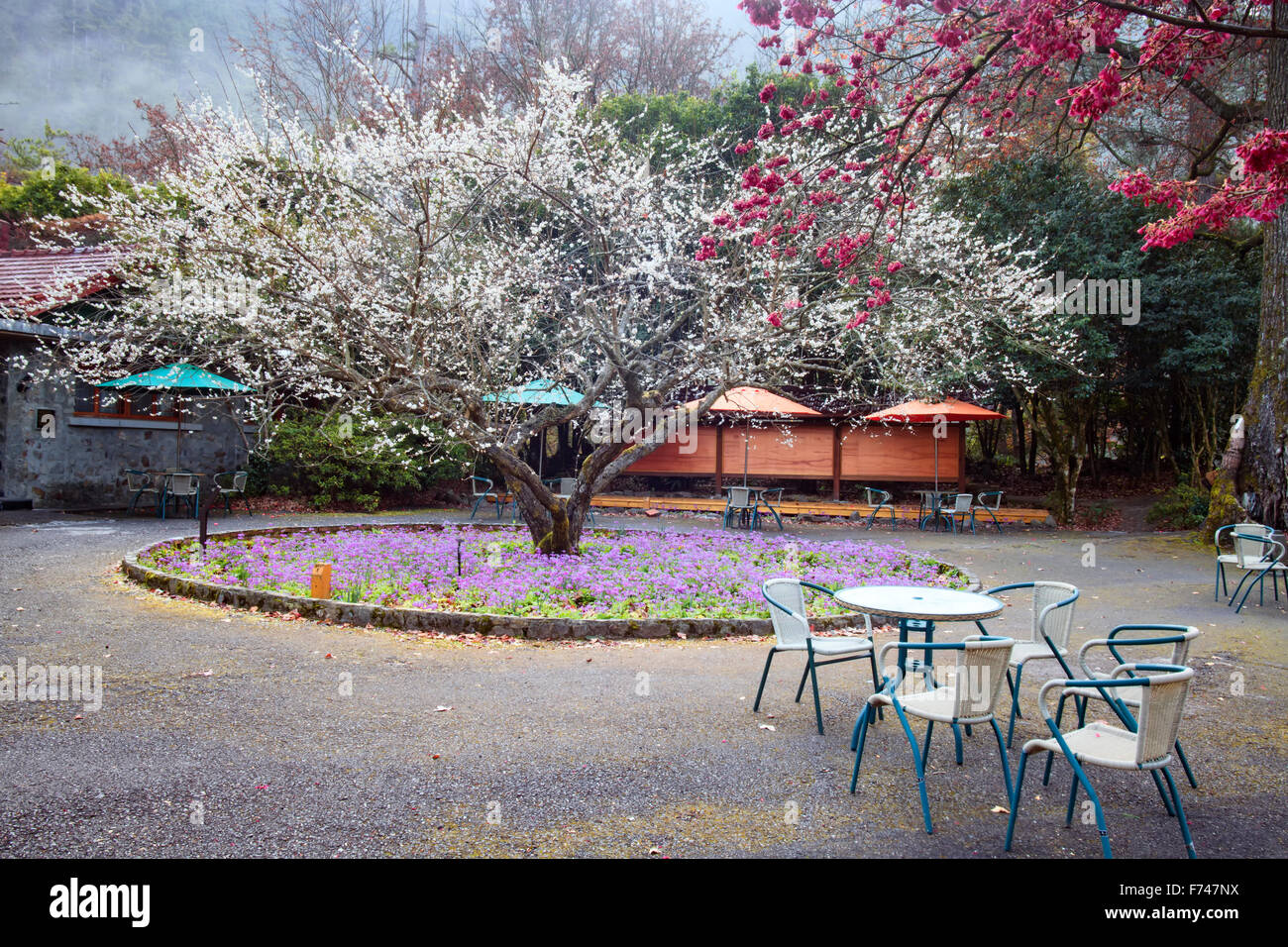 the annual cherry blossom, attracting a large number of tourists Stock Photo
