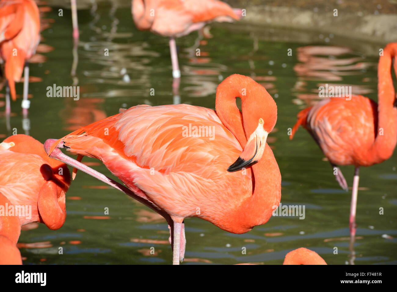 Wildlife at San Diego Zoo Stock Photo Alamy