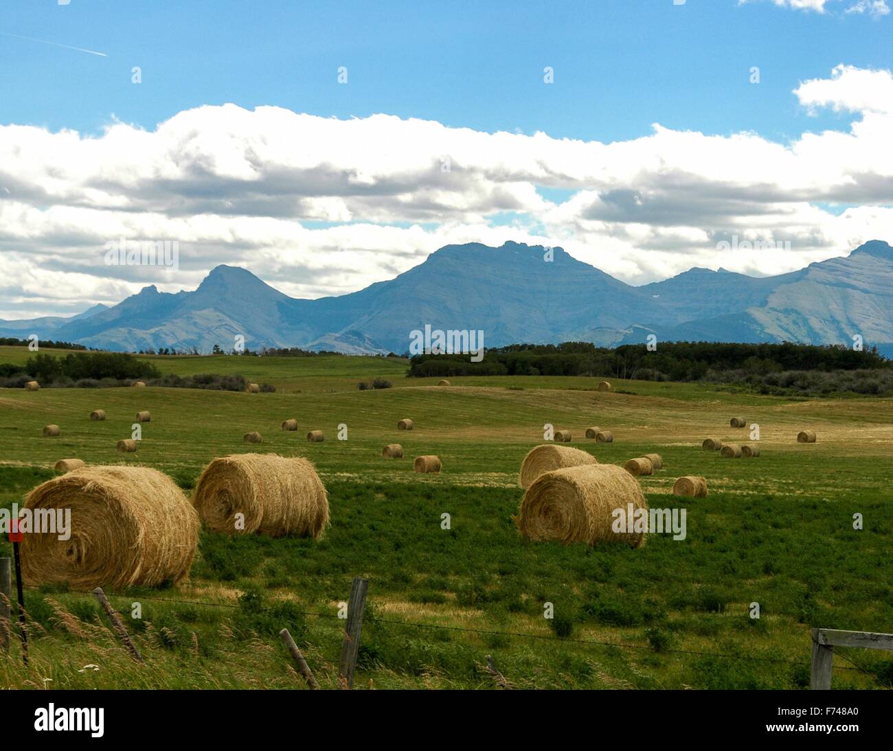 Cattle ranch southern alberta hi-res stock photography and images - Alamy