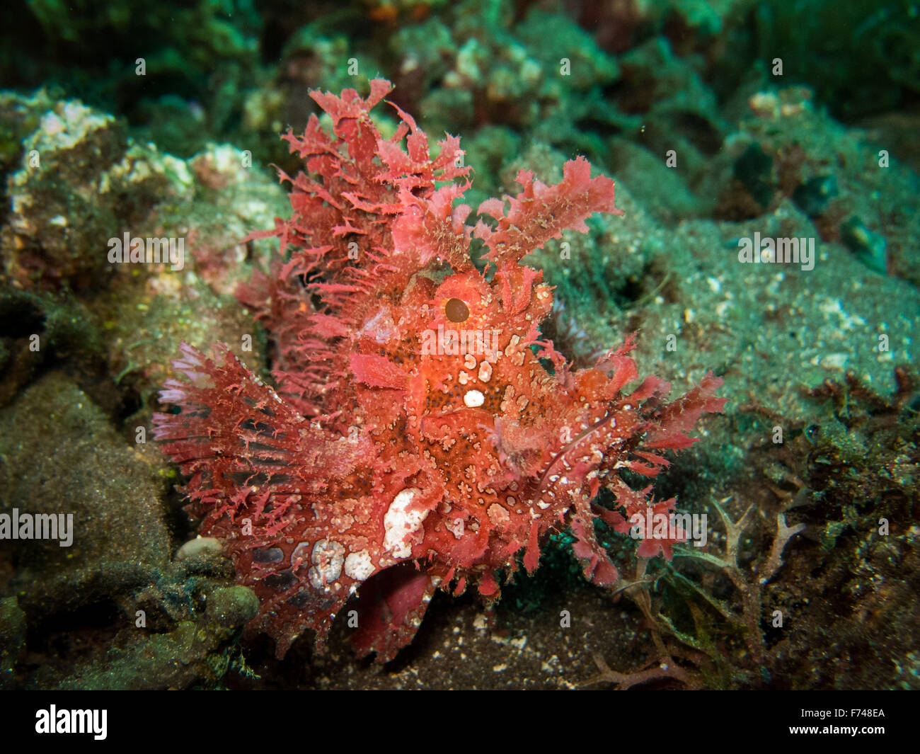 A pink rhinopias frondosa or weedy scorpion fish, a very lucky find. taken in Alor, Indonesia. Stock Photo