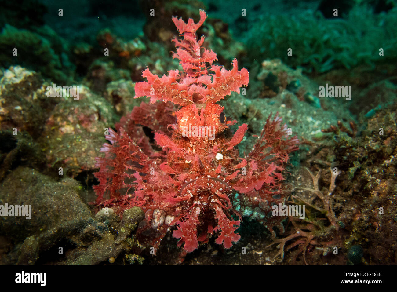 A pink rhinopias frondosa or weedy scorpion fish, a very lucky find. taken in Alor, Indonesia. Stock Photo