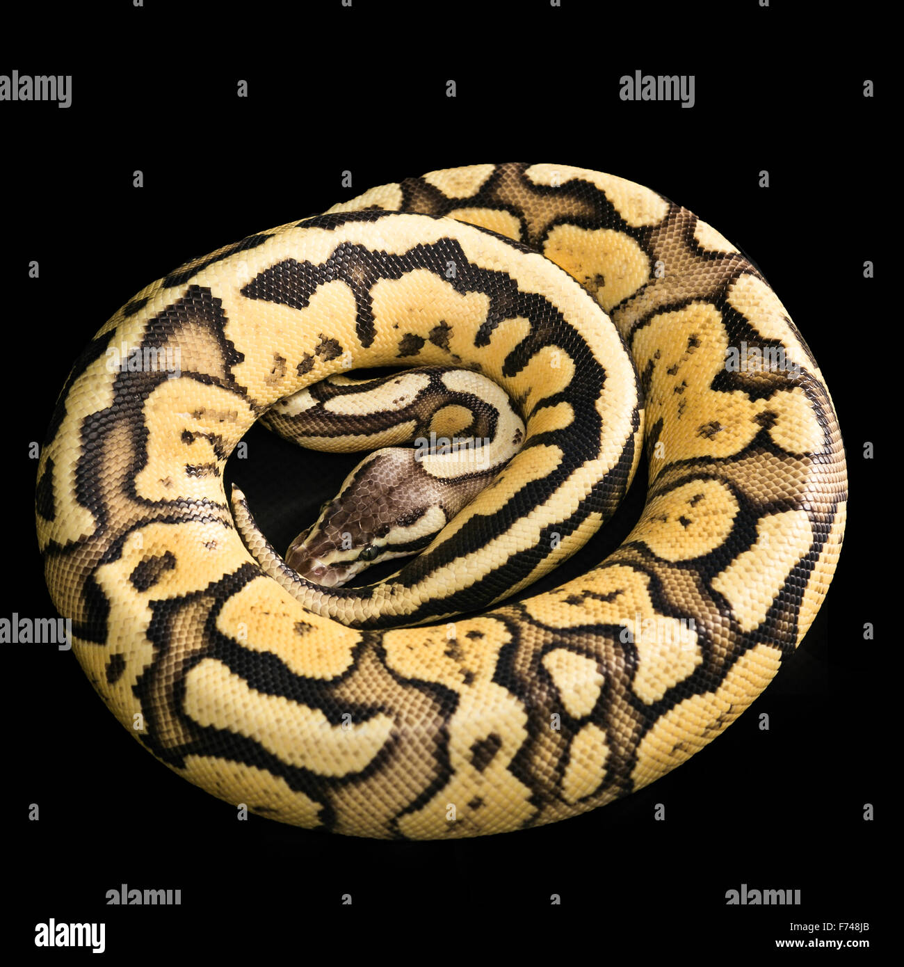 My Image 5