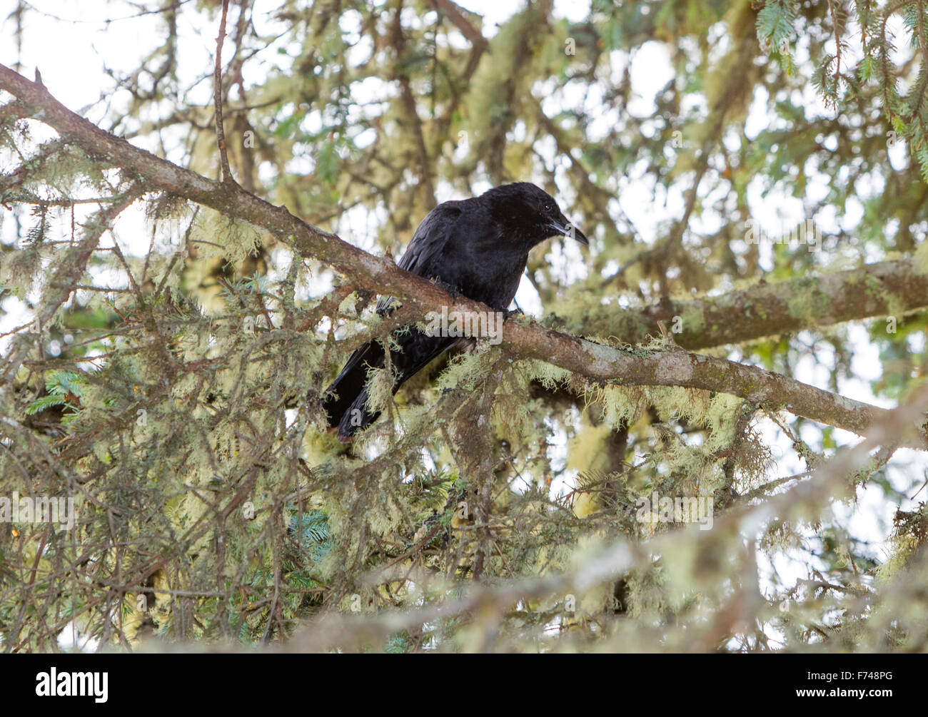 North America, Canada, British Columbia, Vancouver Island, Northwestern Crow in moss covered trees Stock Photo