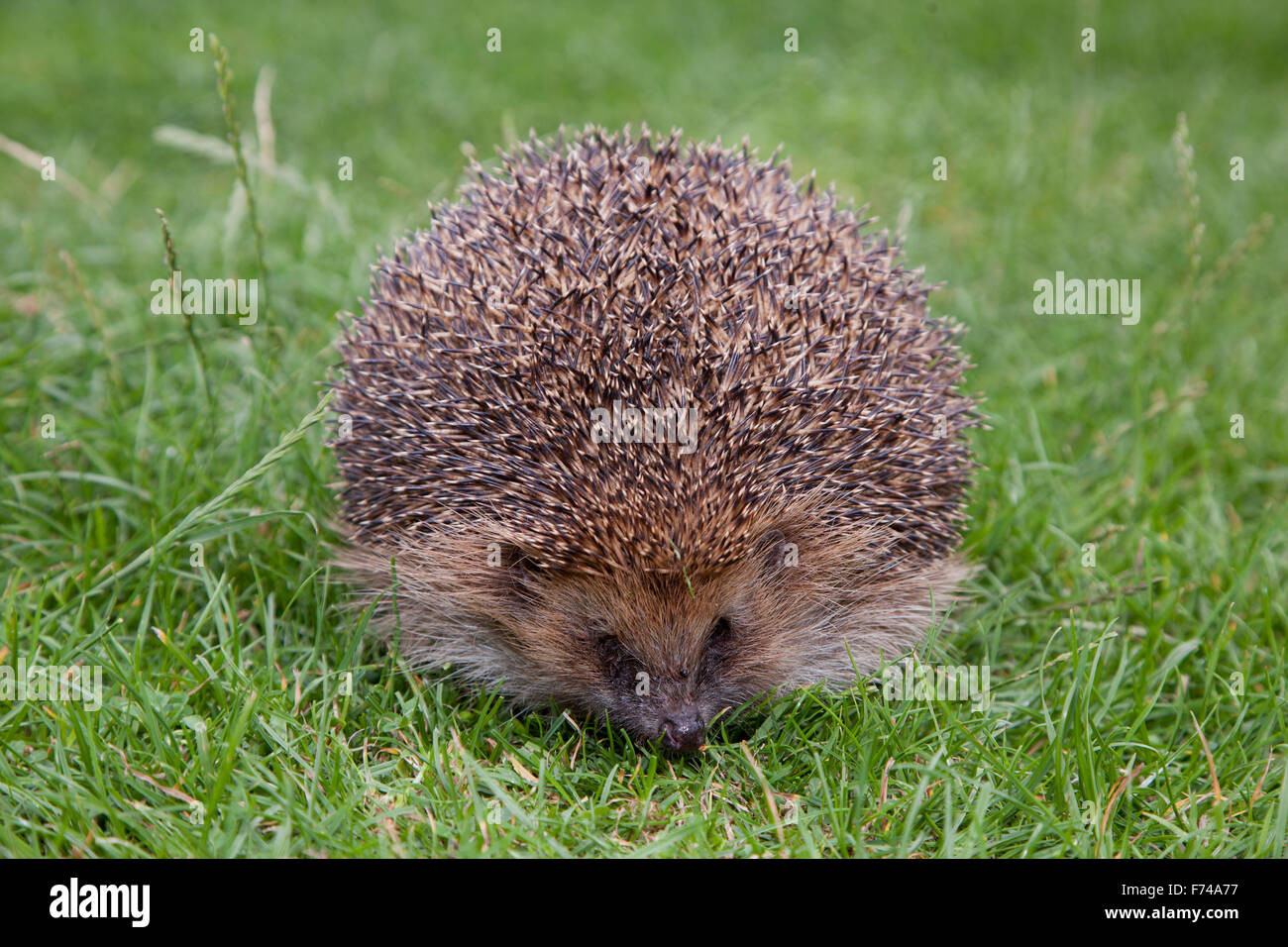 European Hedgehog, Erinaceus europaeus, Balloon syndrome, Inflated, garden, outside, adult, Generalised subcutaneous emphysema Stock Photo