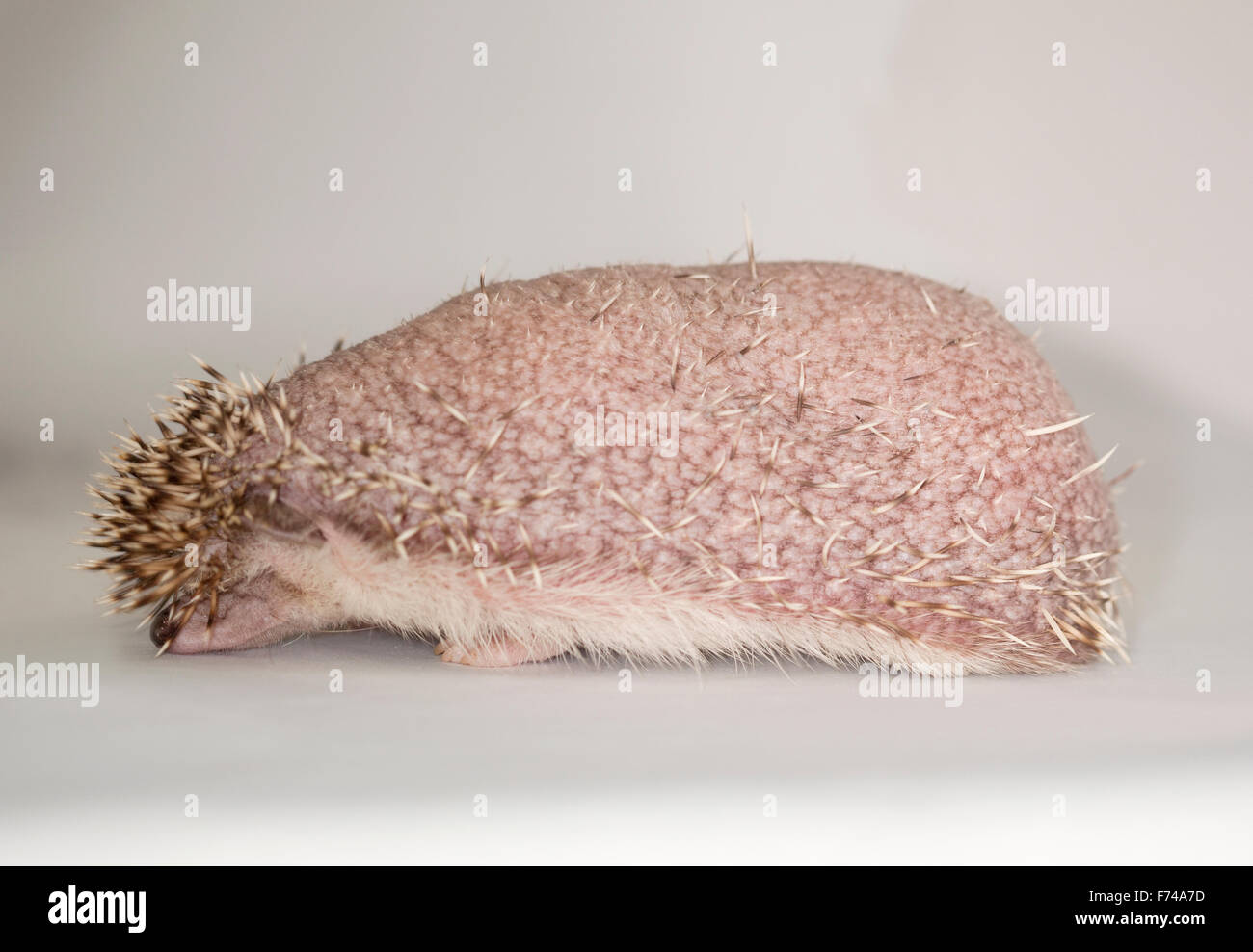 African Pygmy Hedgehog, Atelerix albiventris, Four-toed Hedgehog, Domesticated, Mammal, Animal, Studio, White background Stock Photo