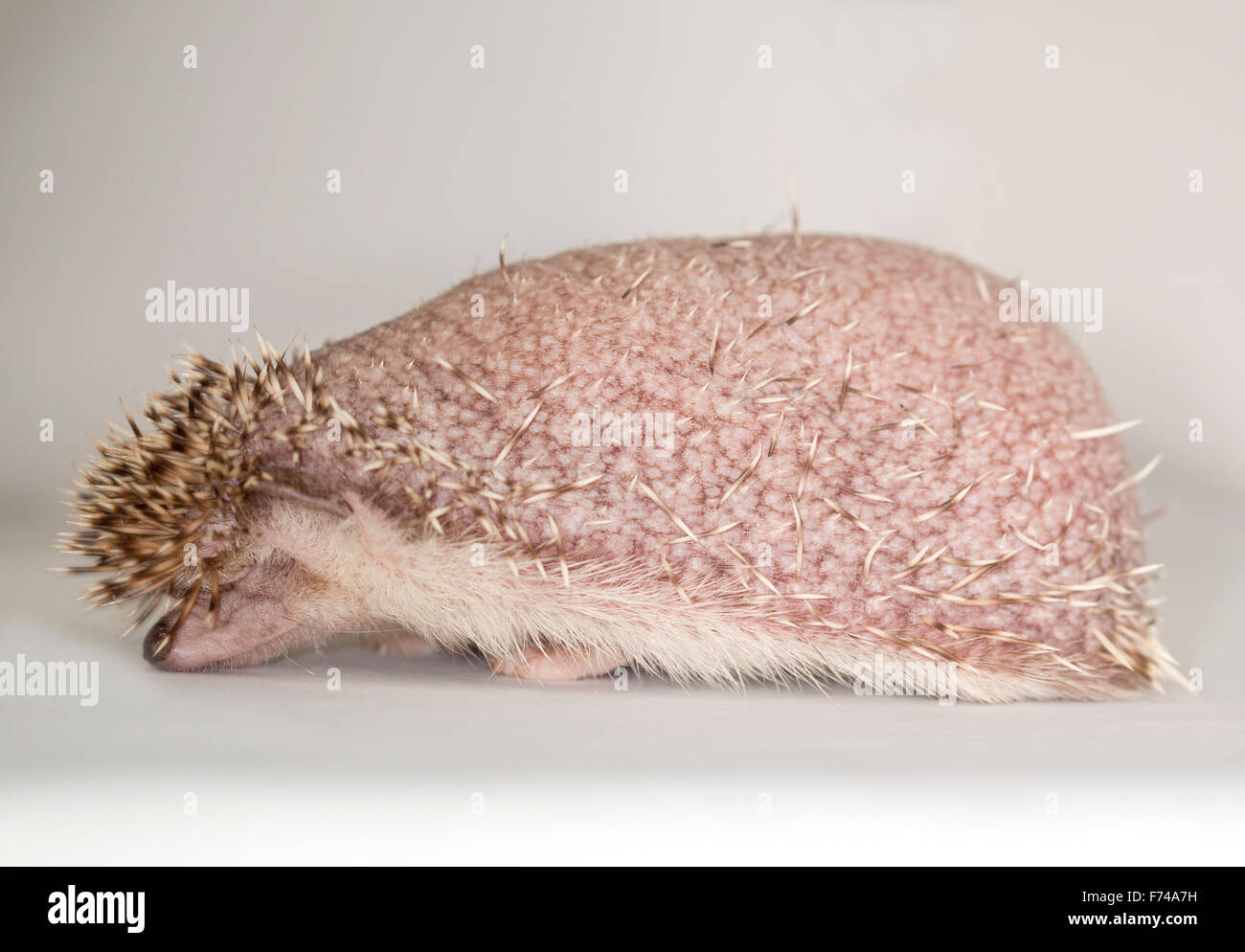 African Pygmy Hedgehog, Atelerix albiventris, Four-toed Hedgehog, Domesticated, Mammal, Animal, Studio, White background Stock Photo