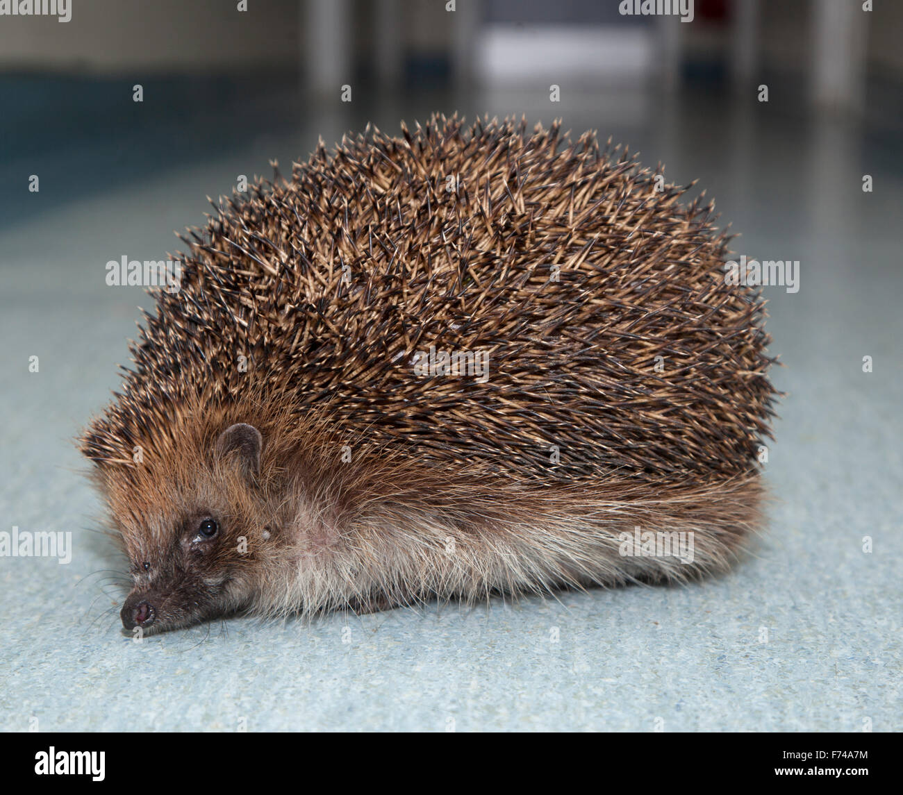 European Hedgehog with balloon syndrome Stock Photo
