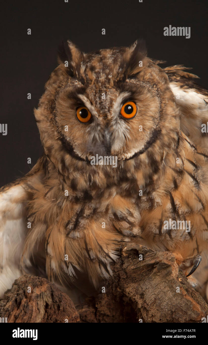 Long-eared Owl in Studio Stock Photo
