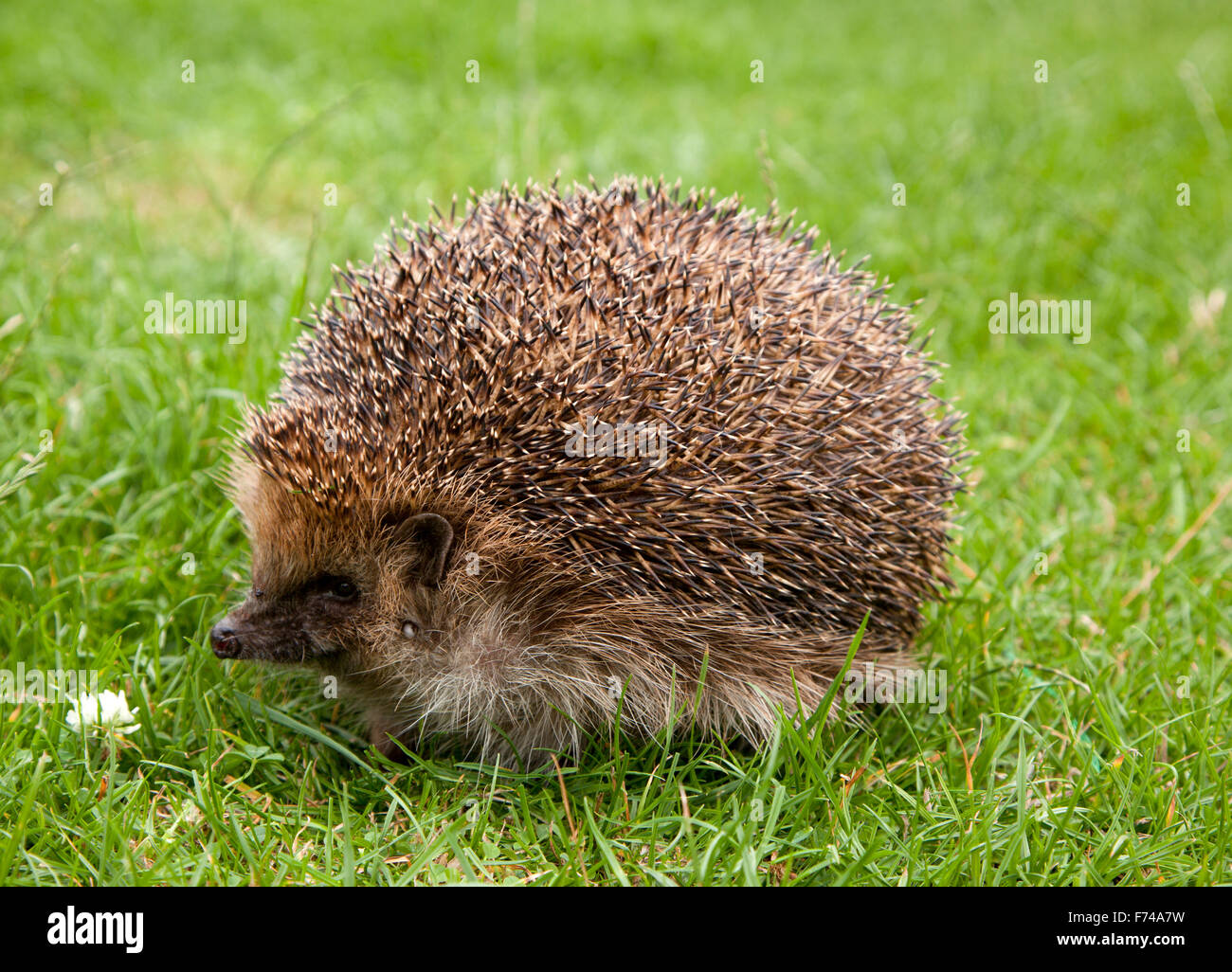 European Hedgehog, Erinaceus europaeus, Balloon syndrome, Inflated, garden, outside, adult, Generalised subcutaneous emphysema Stock Photo