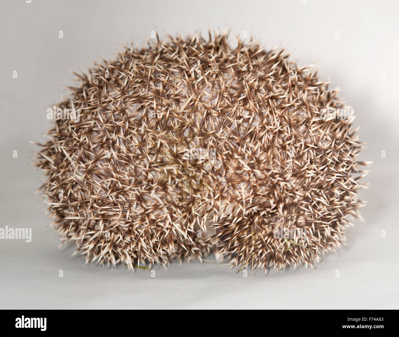 African Pygmy Hedgehog curled in ball Stock Photo