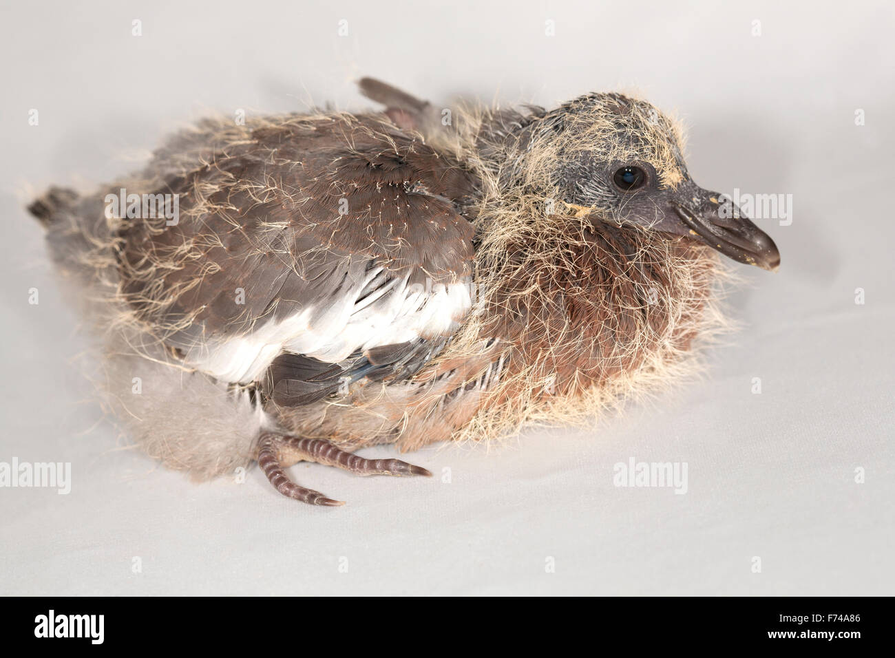 Juvenile Wood Pigeon Stock Photo Alamy