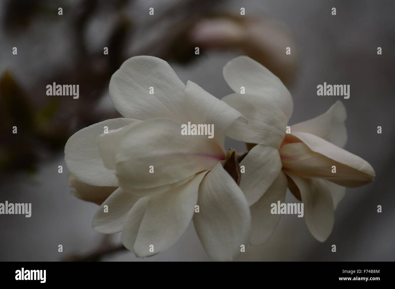 Flowering tulip tree hi-res stock photography and images - Alamy